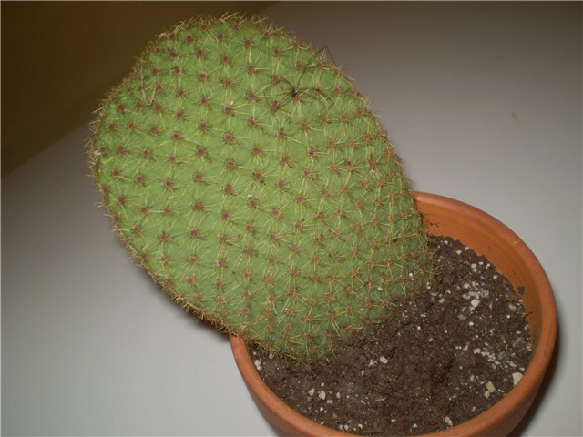 kaktus